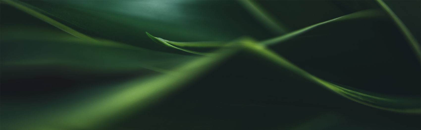 Abstract close-up of green plant leaves.